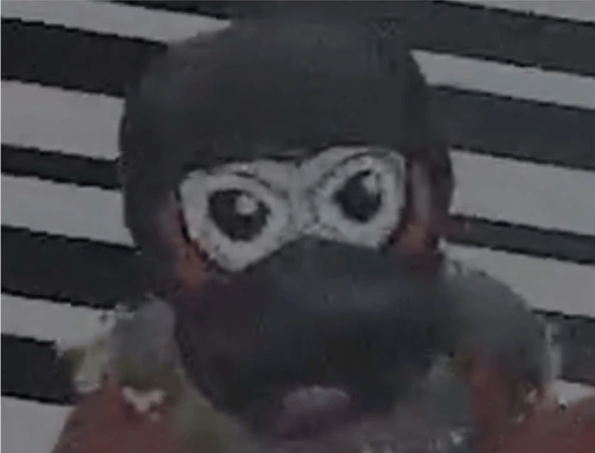 MASKED MONKE — WANTED FOR QUESTIONING